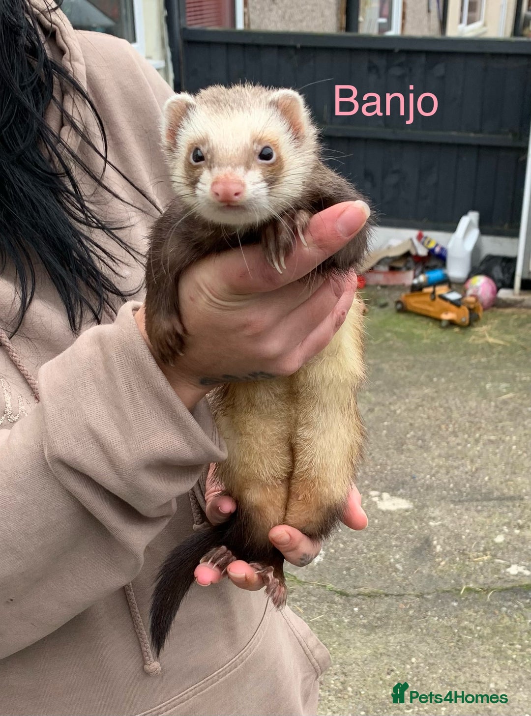 Ferret rodents for sale: Ferret kits and adults of va ages read descr  - Image 18
