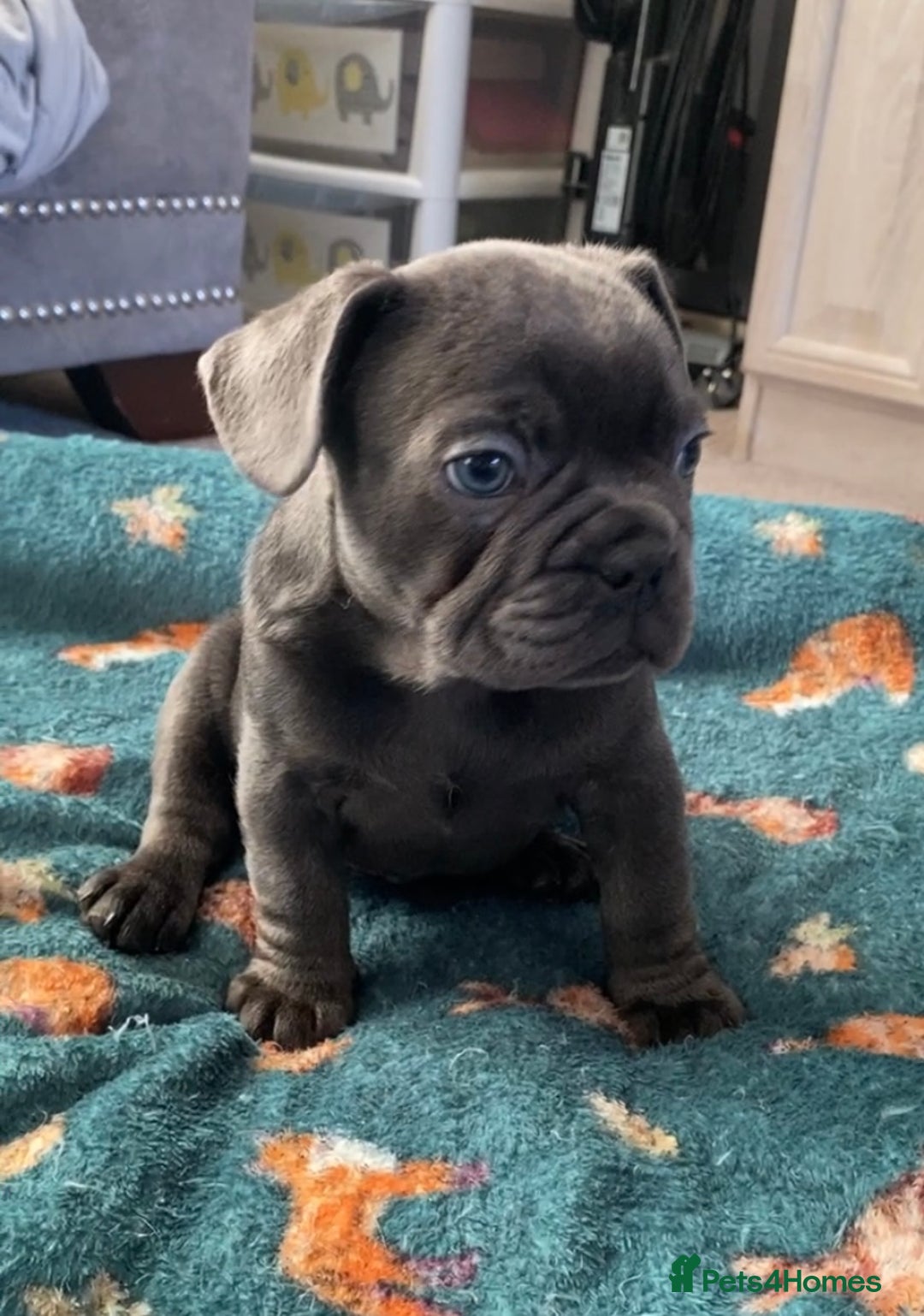 French Bulldog dogs for sale: French bulldogs puppy’s for sale - Advert 31