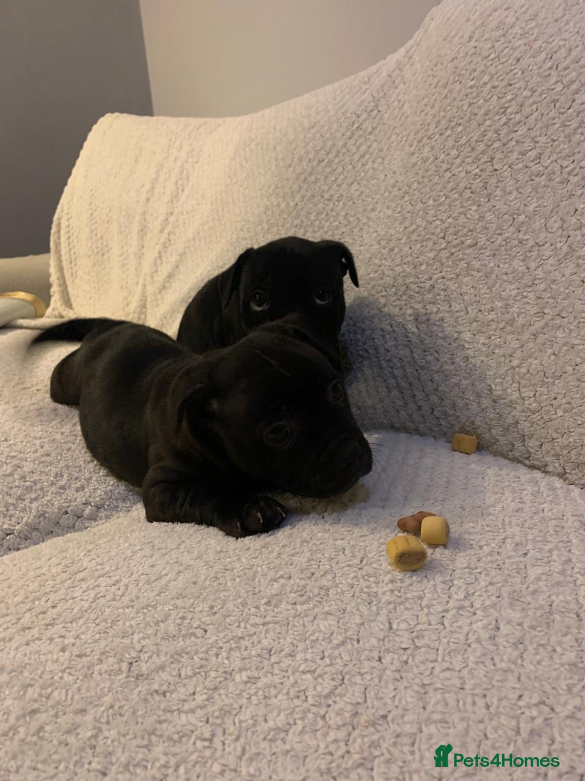 Staffordshire Bull Terrier dogs Six blue and black Staffordshire bull terriers  - Advert 6