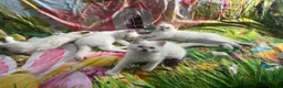 Ragdoll cats for sale: GCCF Reg Pedigree Ragdoll kittens TBRCC - Advert 9
