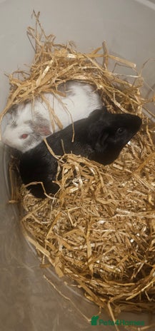 Guinea Pig rodents - Advert 1