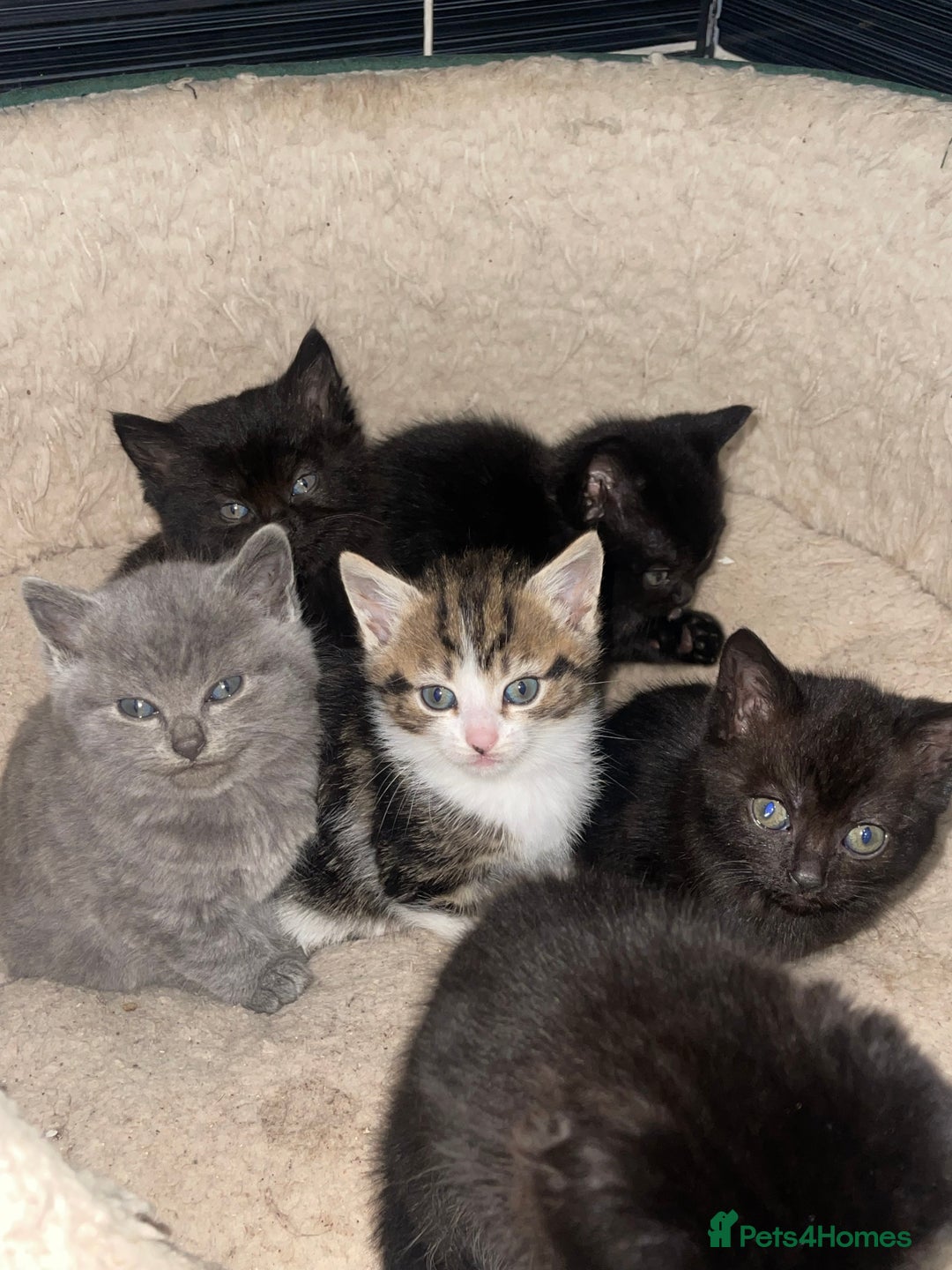 British Shorthair cats for sale: BSH kittens - Advert 8