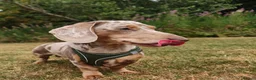 Miniature Dachshund dogs for stud: 6 generation KC stud - Advert 7