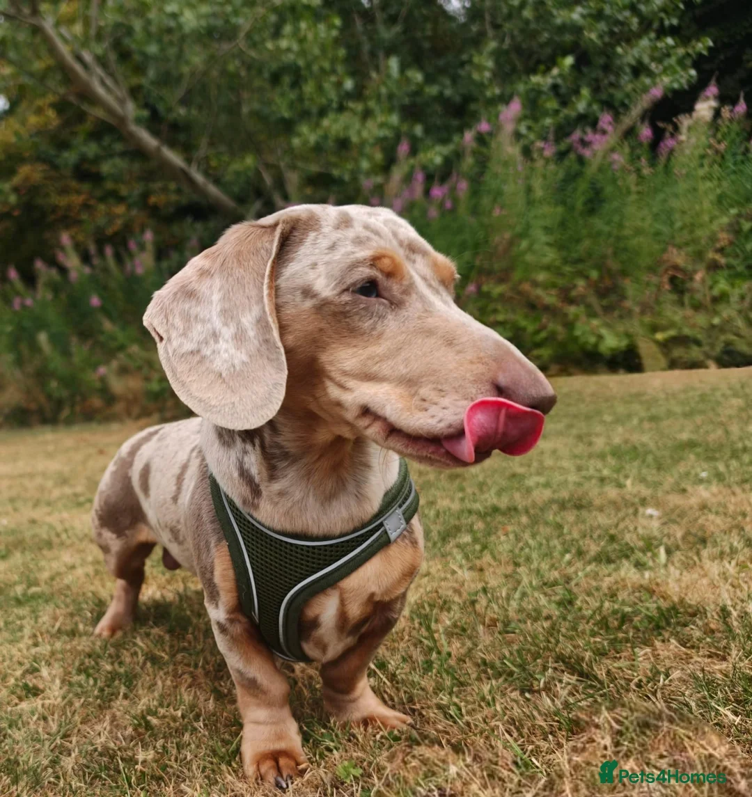 Miniature Dachshund dogs for stud: 6 generation KC stud - Advert 7