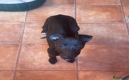 Whippet dogs for sale: READY NOW in Maidstone - Image 1