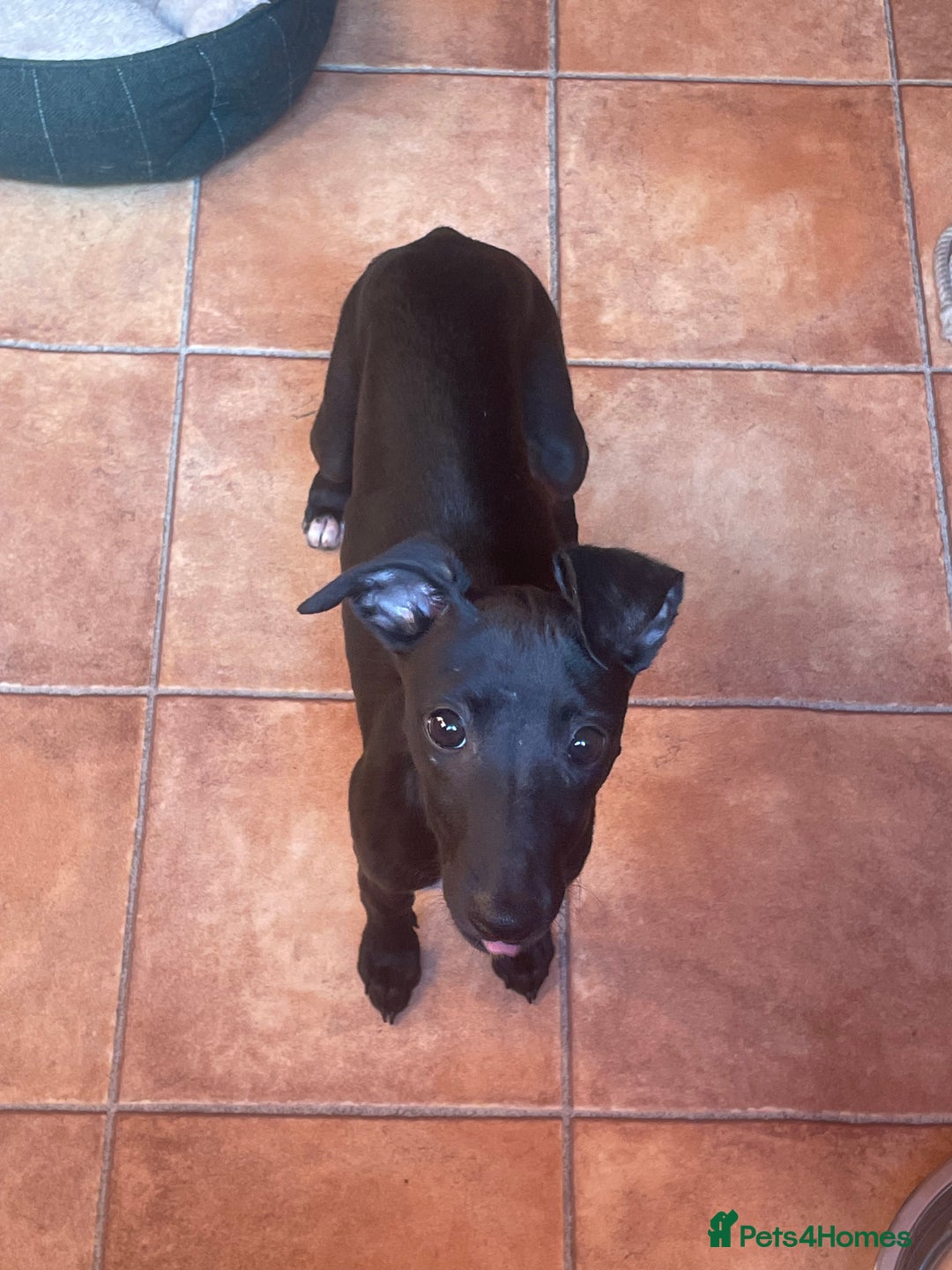 Whippet dogs for sale: READY NOW in Maidstone - Image 1