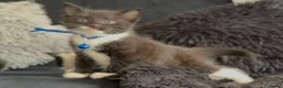 Mixed Breed cats for sale: Beautiful kittens  - Advert 5