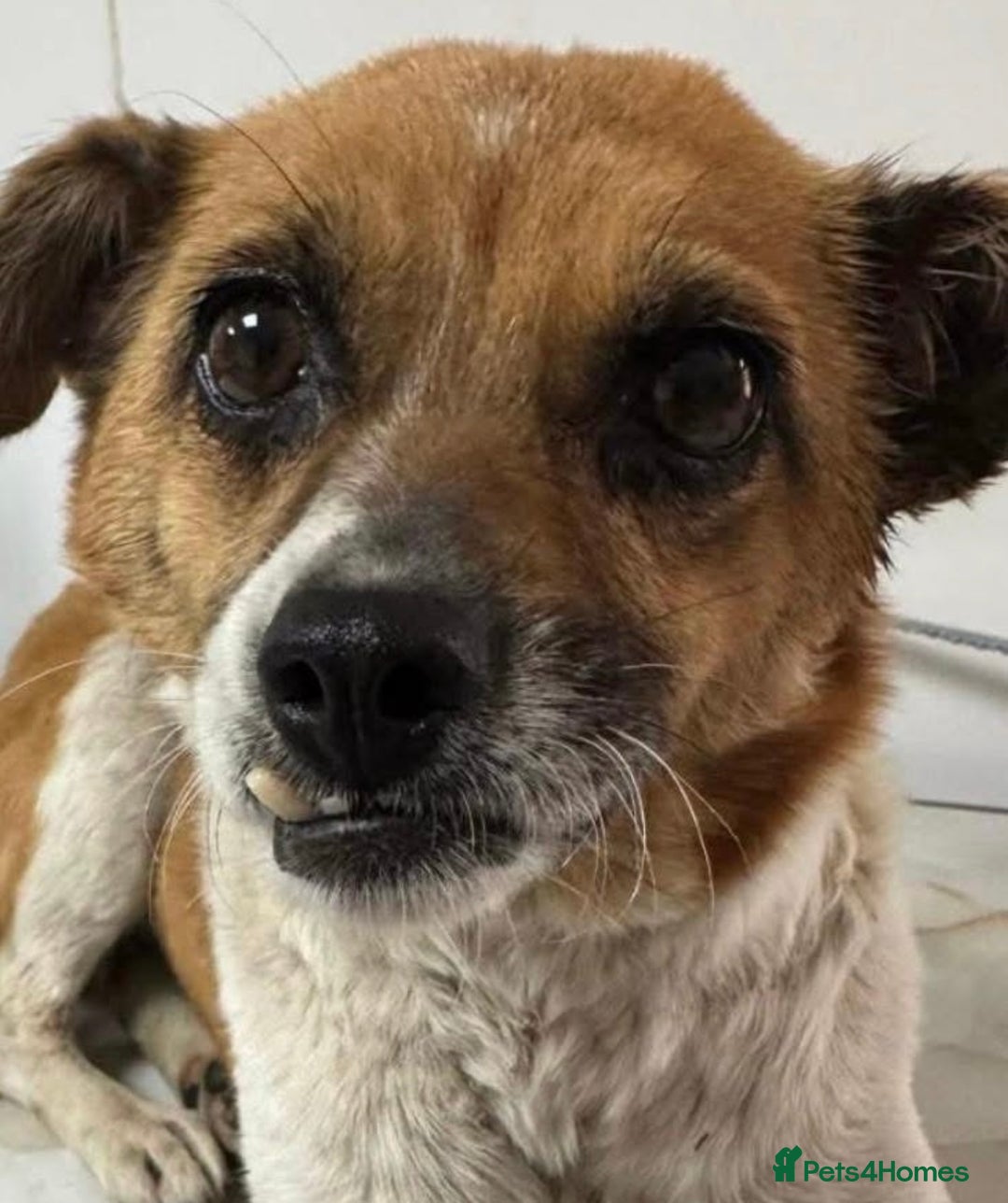 Mixed Breed dogs for adoption: Adorable little Tina needs a forever home  - Advert 2