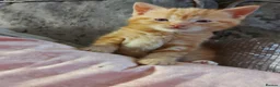 Mixed Breed cats for sale: Beautiful ginger fur baby - Advert 7
