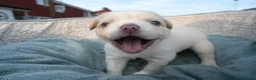 French Bulldog dogs for sale: RARE FLUFFY FRENCH BULLDOGS | 5KC REG | DNA CERT - Advert 5