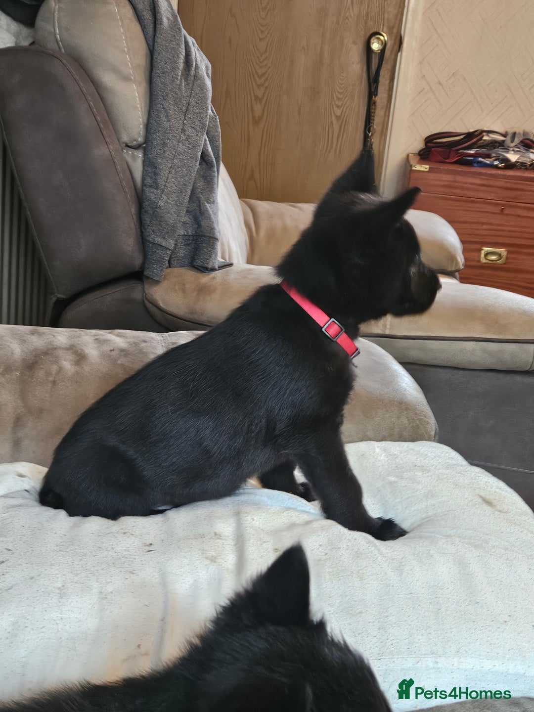 German Shepherd dogs for sale: German Shepard mainly black  - Advert 9