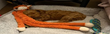Cockapoo 1