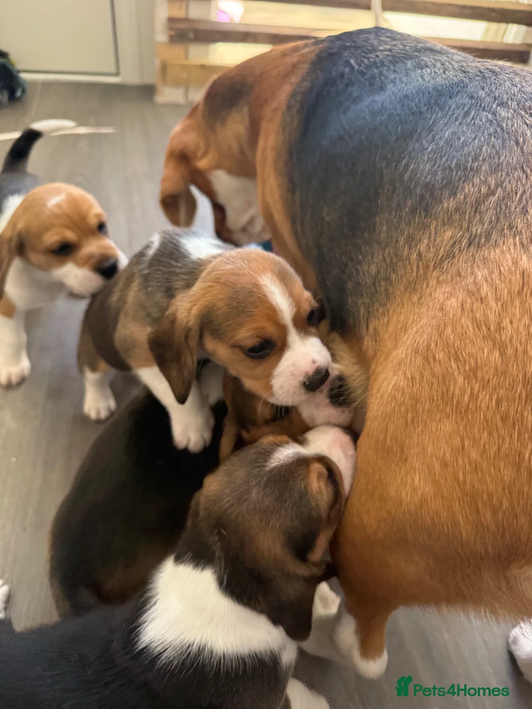 Beagle dogs for sale: 6 Beautiful Beagle girls available for sale - Advert 27
