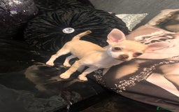 Chihuahua dogs for sale: Perfect chihuahua puppies 🩷💙 - Image 2