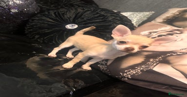 Chihuahua dogs - Advert 2