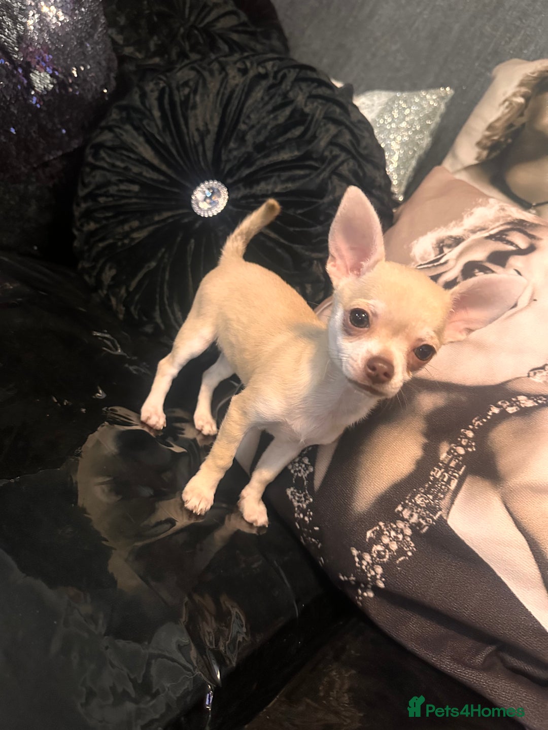 Chihuahua dogs for sale: Perfect chihuahua puppies 🩷💙 - Image 2