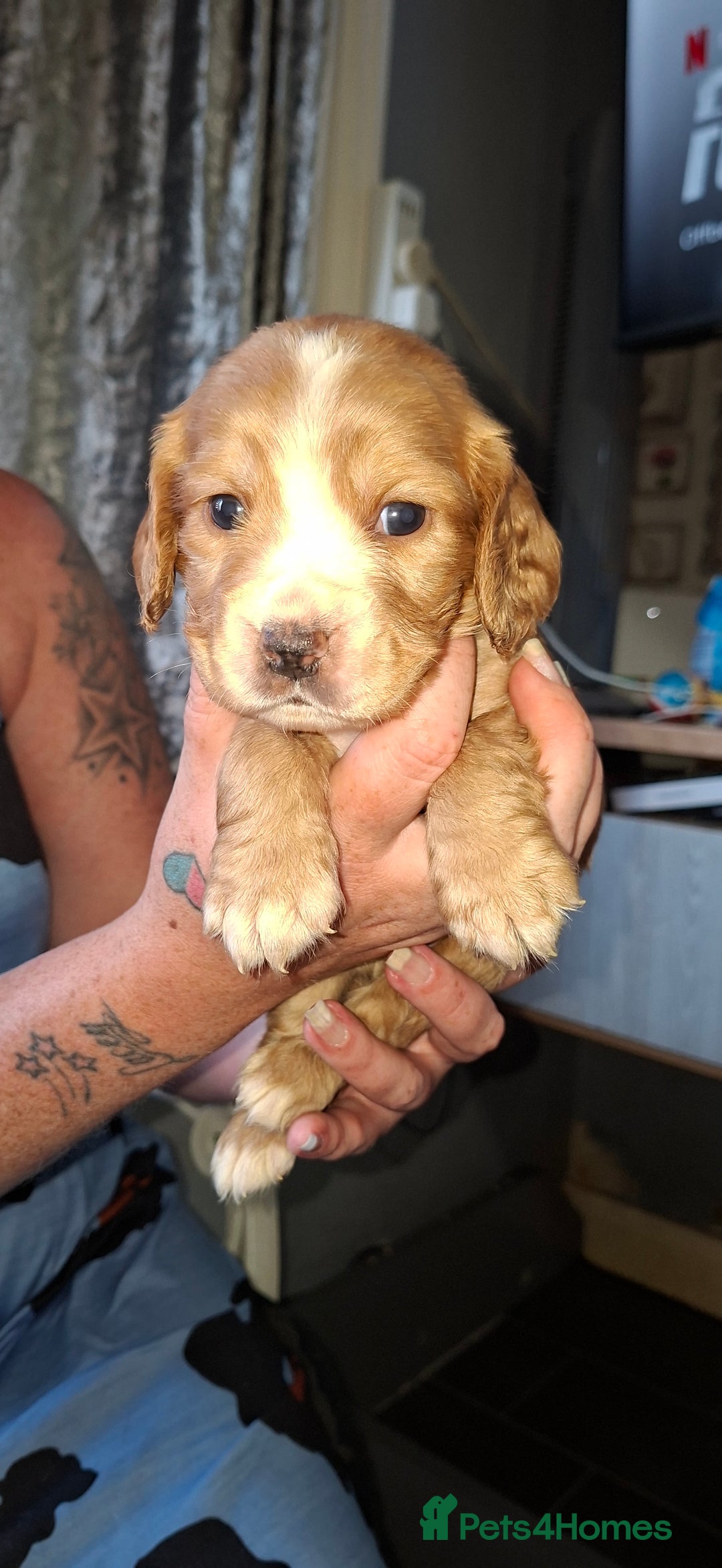 Cocker Spaniel dogs for sale: Beautiful kc registered working cocker pups  - Image 5