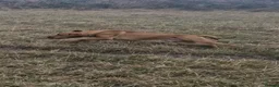 Labrador Retriever dogs for stud: Lawreycreek Jay (Sako) - Advert 5