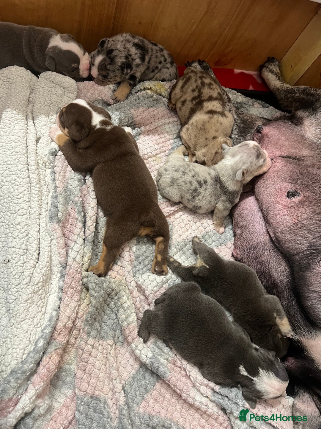 English Bulldog dogs for sale: Beautiful English bulldogs for sale 2 left - Image 4