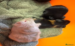 Guinea Pig rodents for sale: Baby guinea pigs - Image 6