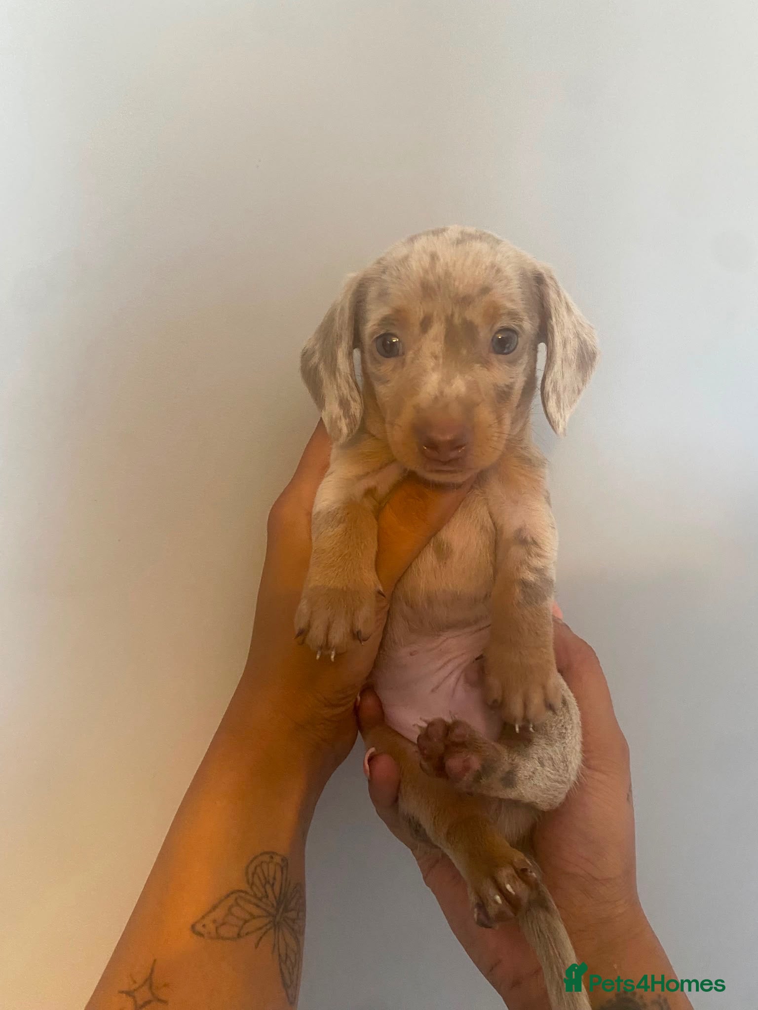 Miniature Dachshund dogs Beautiful Male KC Registered Miniature Dachshund - Advert 9