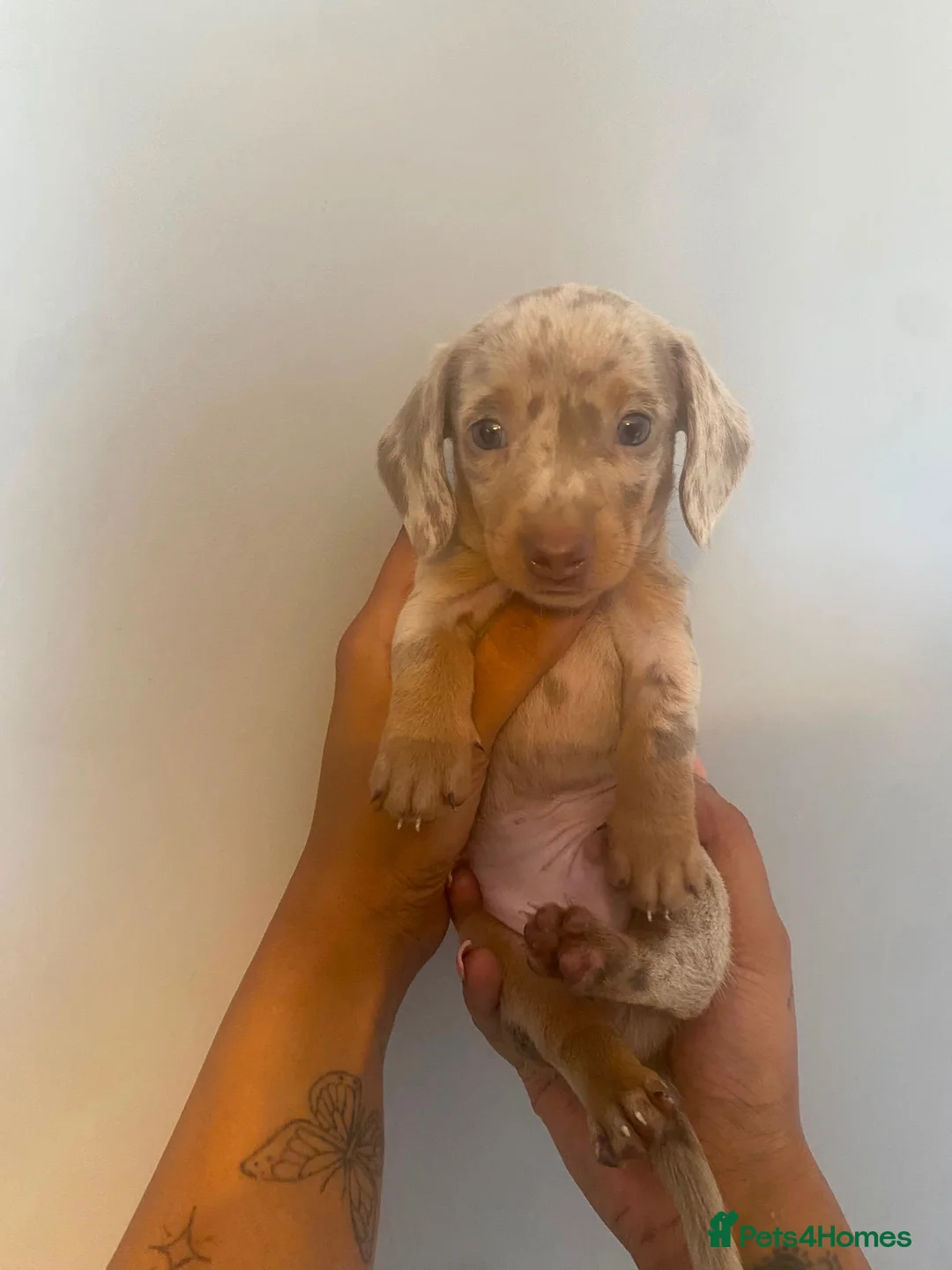 Miniature Dachshund dogs for sale: Beautiful Male KC Registered Miniature Dachshund - Advert 1