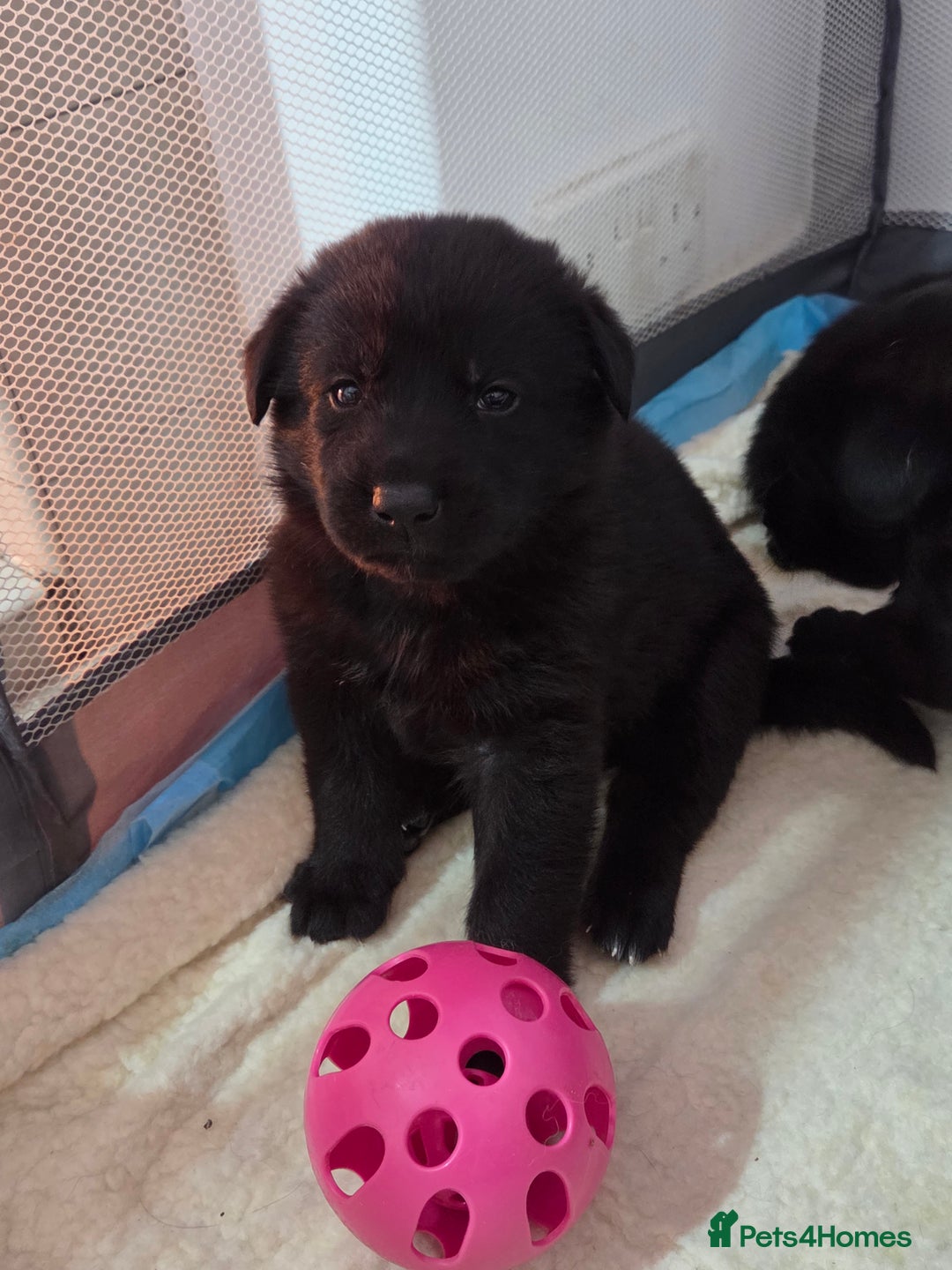 Mixed Breed dogs for sale: 🌟German Shepherd x Labrador Retriever Puppies 🌟 - Advert 3
