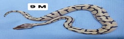 Python Snake reptiles for sale: Hatchling Royal Pythons Males  - Advert 4