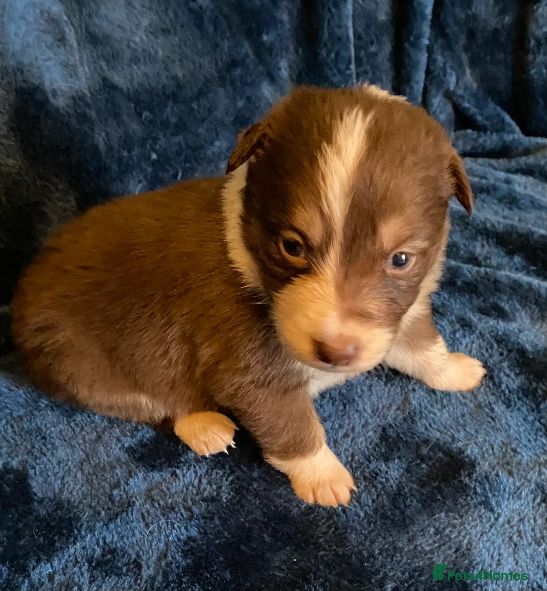 Border Collie dogs for sale: Red, White & Gold Border Collie Pups - Advert 22