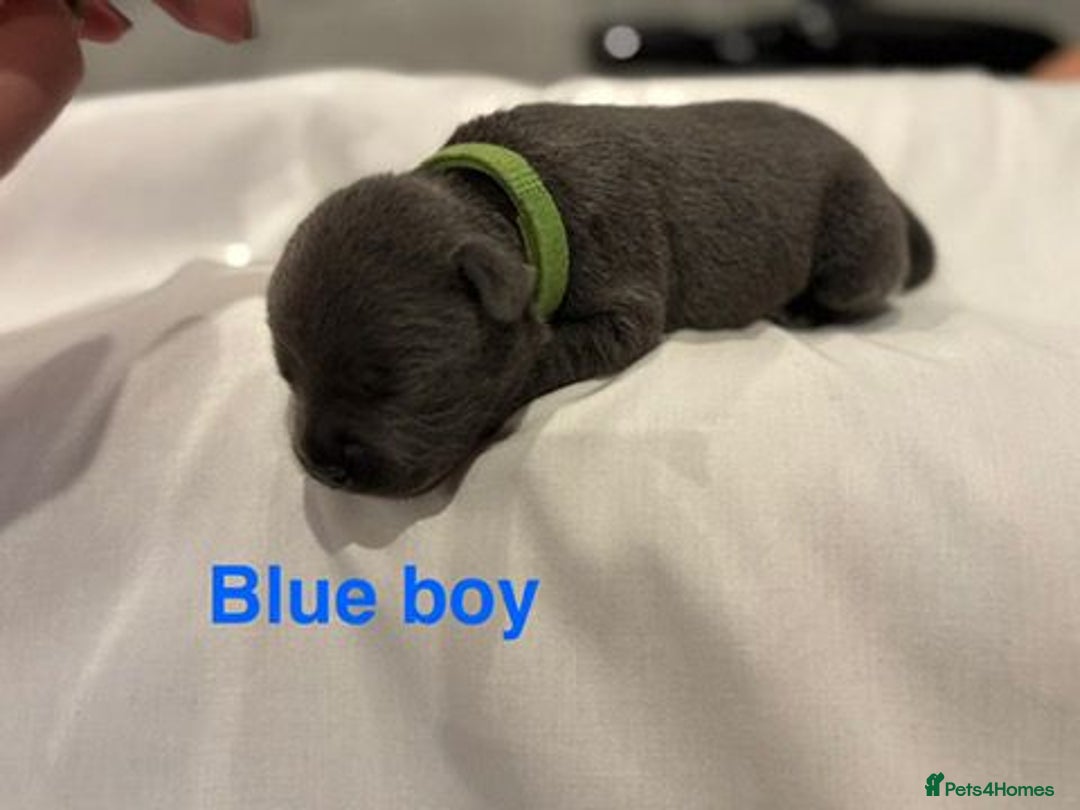 Staffordshire Bull Terrier dogs for sale: Champion Bloodline Stafforshire Bull Terrier Pups - Advert 5