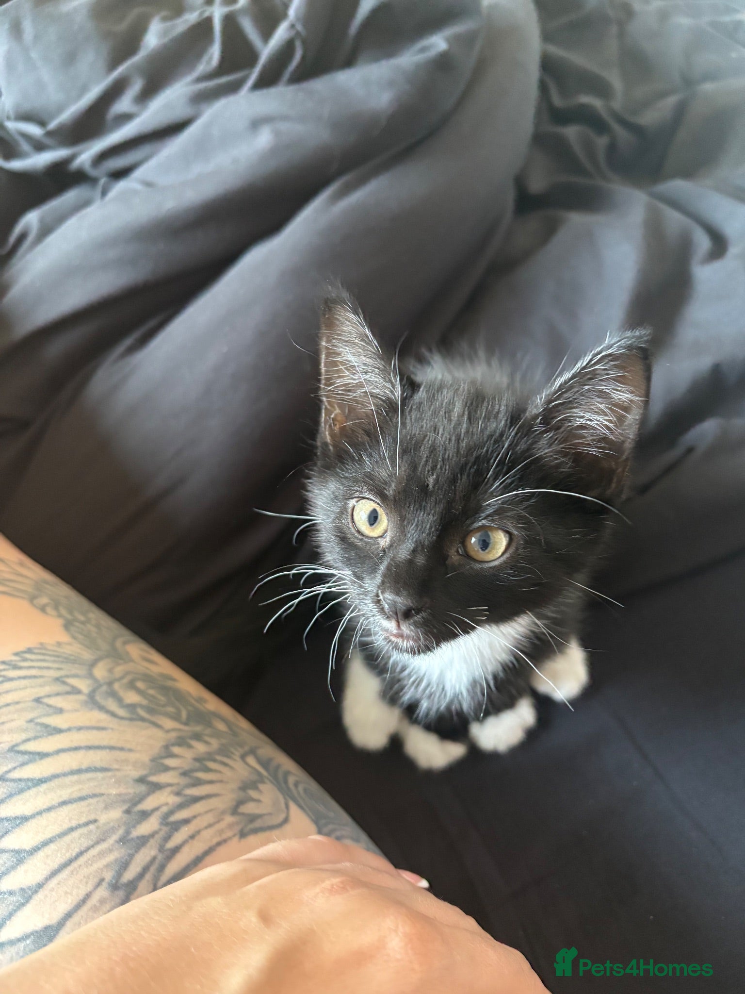 Mixed Breed cats Kitten for sale - Advert 5
