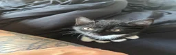Mixed Breed cats for sale: Kitten for sale in Grays - Advert 1