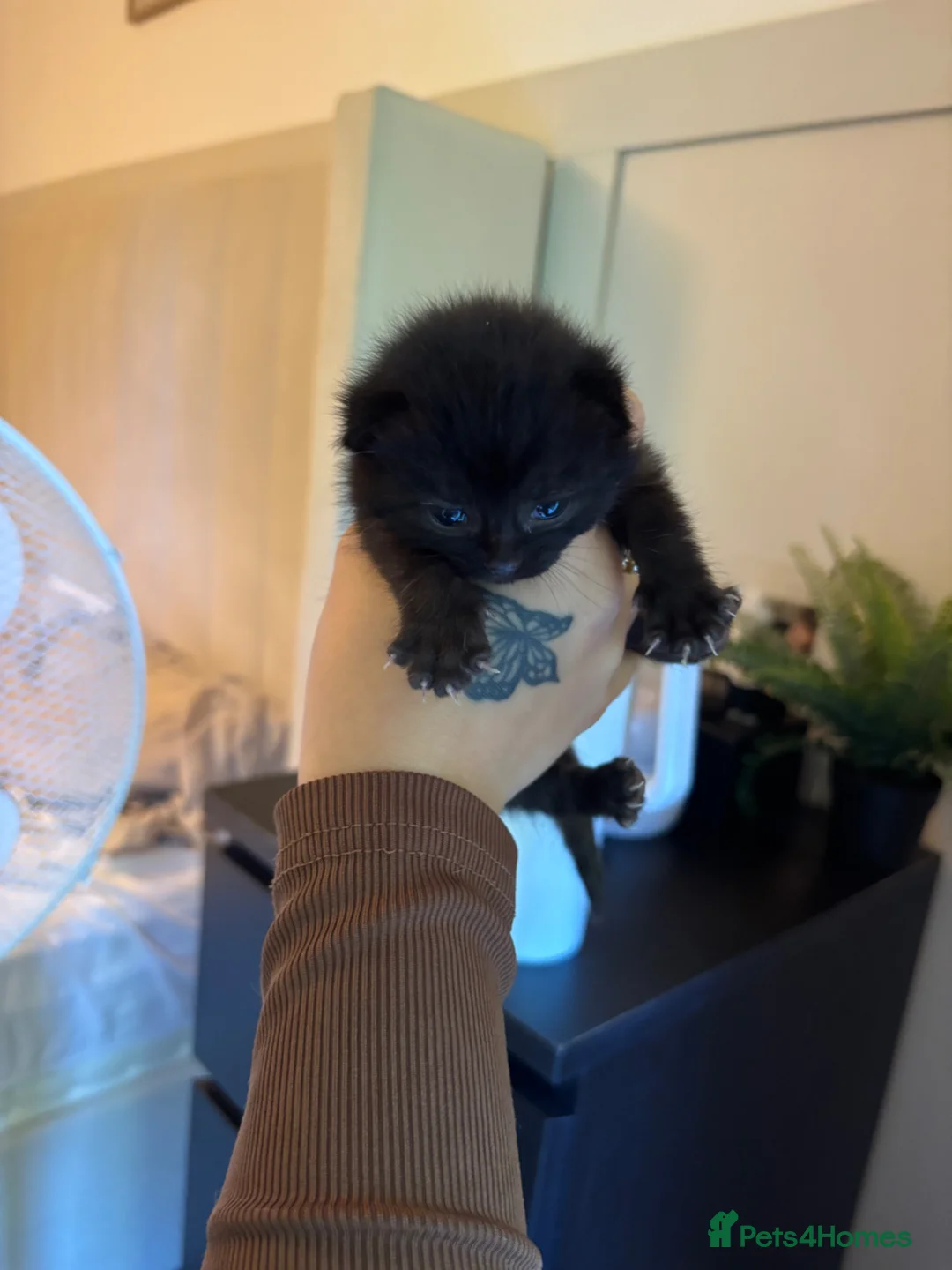 Mixed Breed cats for sale: Black female kitten in Sidmouth - Advert 2