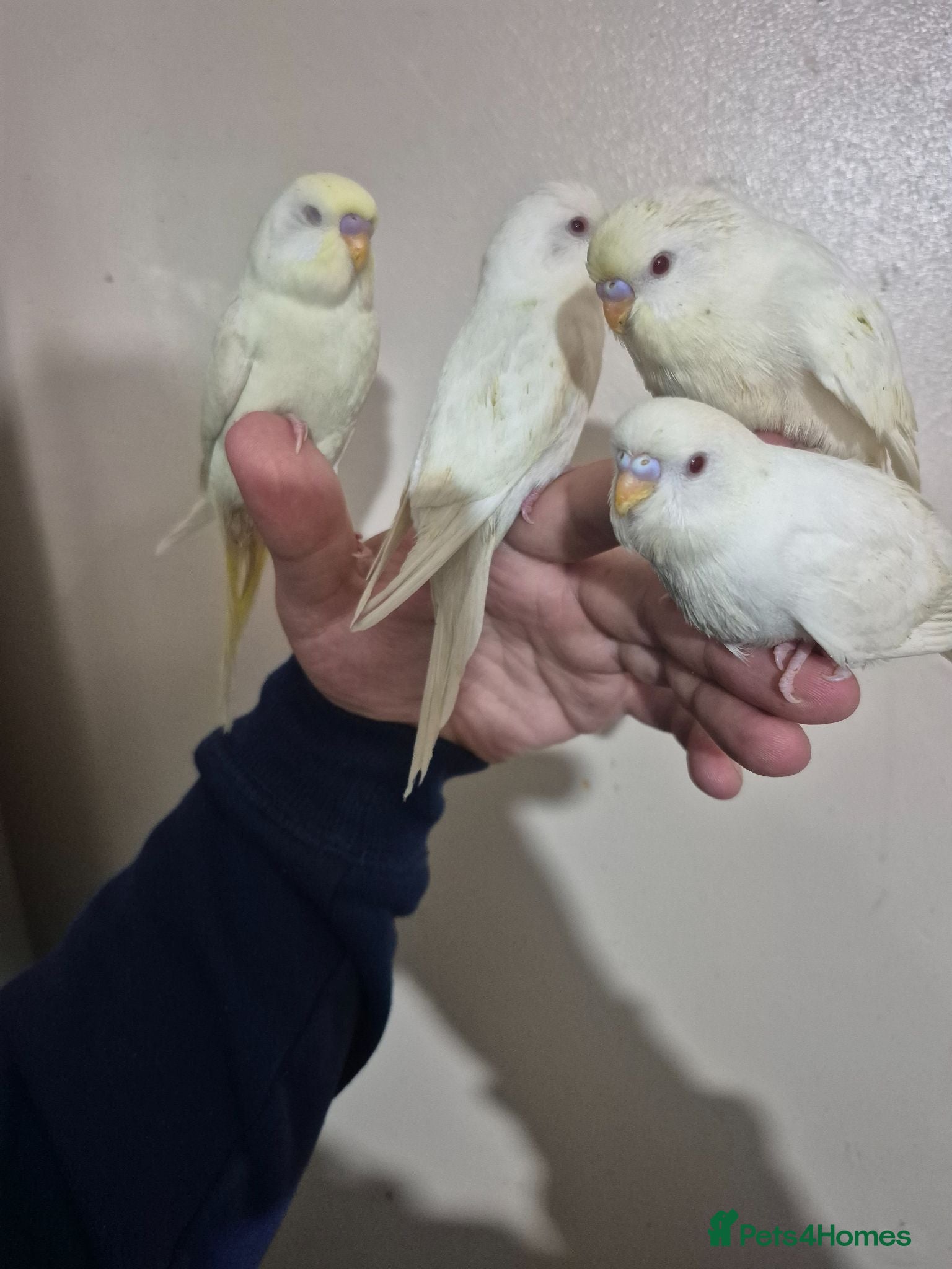 Budgerigars birds Hand tame budgies  - Advert 2