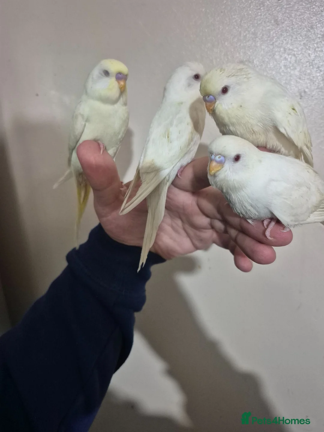 Budgerigars birds for sale: Hand tame budgies  - Advert 1
