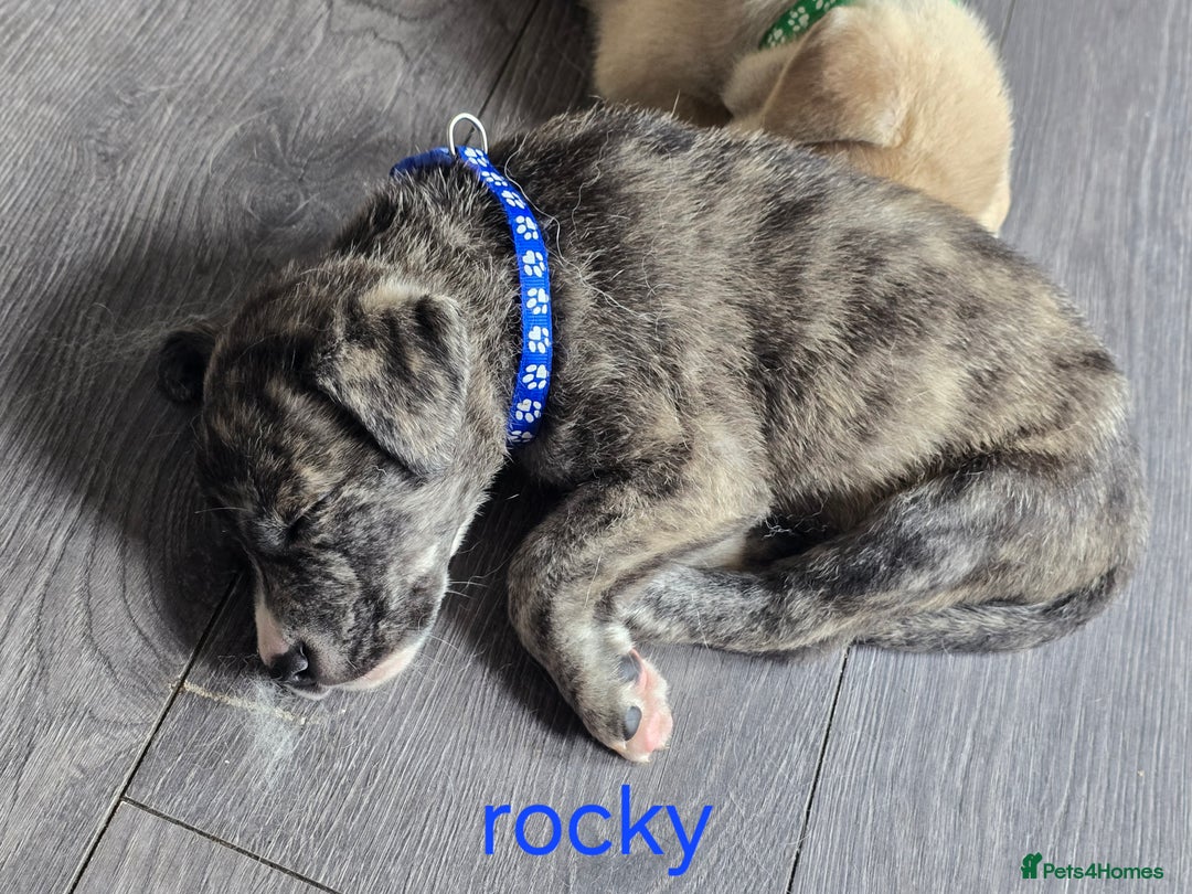 Mixed Breed dogs for sale: PEBBLES LEFTGerman shepherd cross puppies - Image 17
