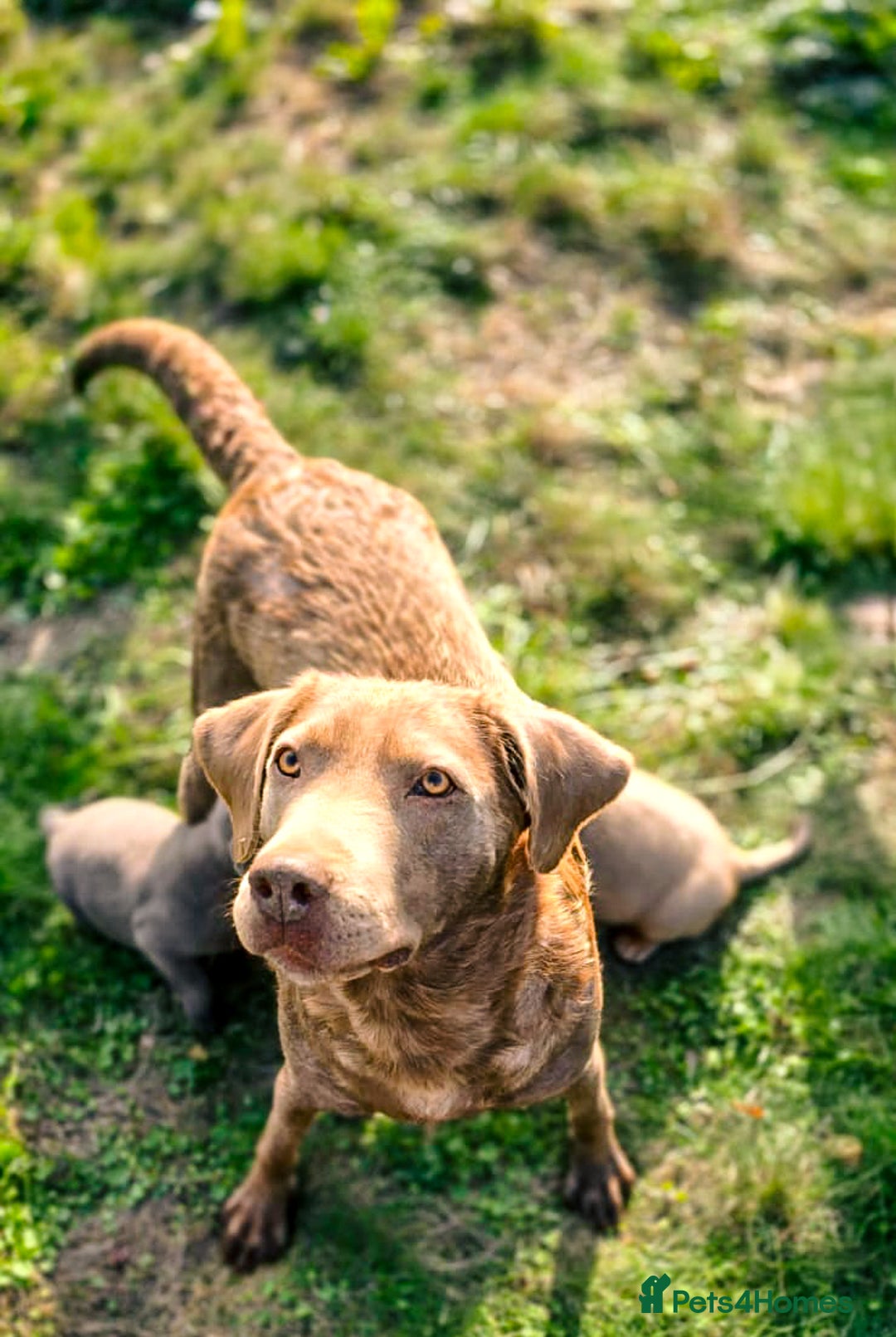 Labrador Retriever dogs for sale: 🐾Meet our adorable silver & charcoal lab pupps🐾  - Image 5