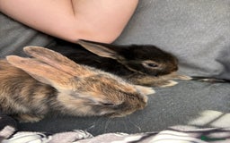 Rex rabbits for sale: Rex rabbits for sale - Image 2