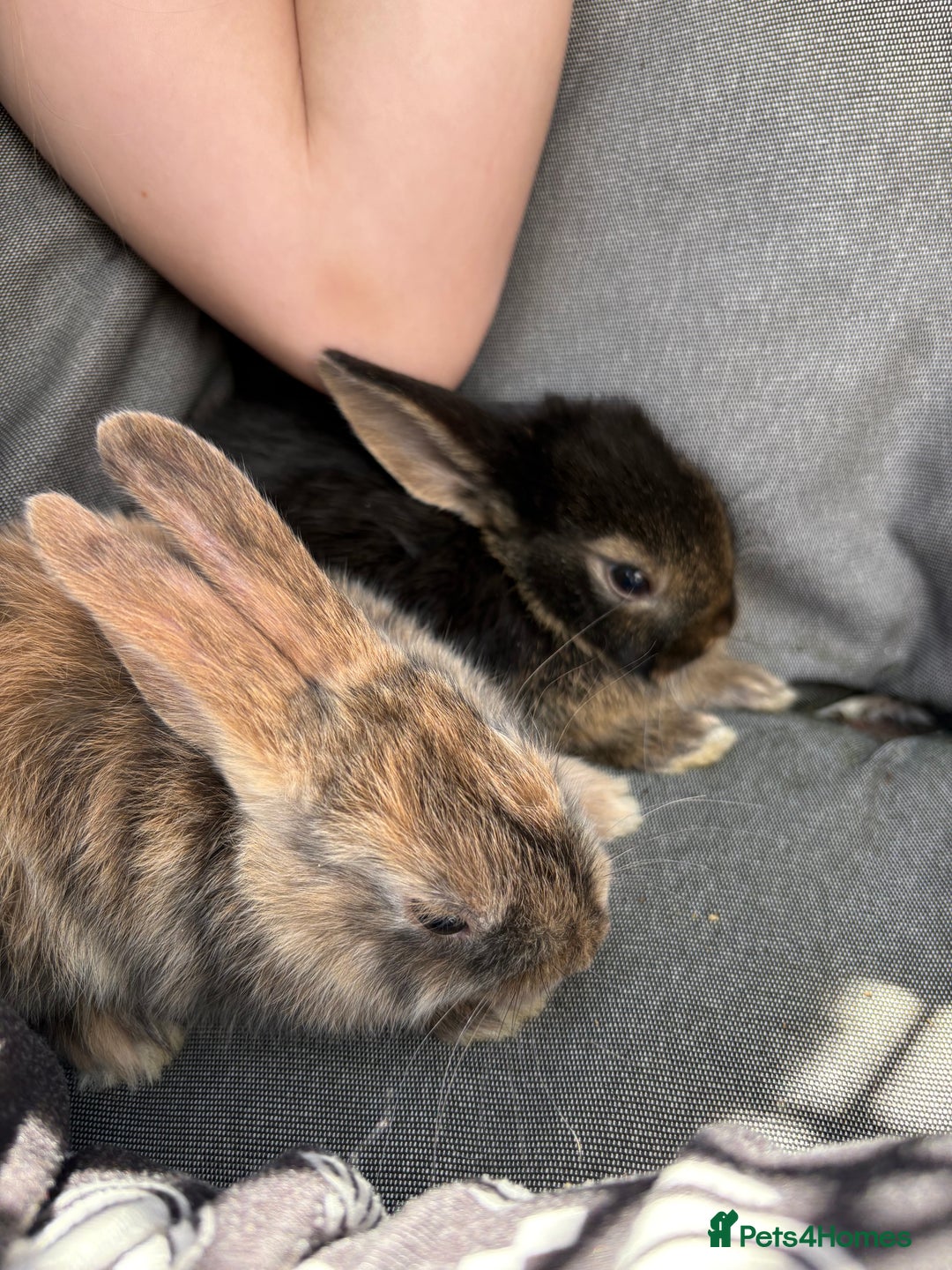 Rex rabbits for sale: Rex rabbits for sale - Image 2