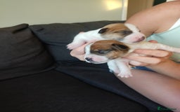 Jack Russell dogs for sale: Jack Russell puppies for sale - Image 2