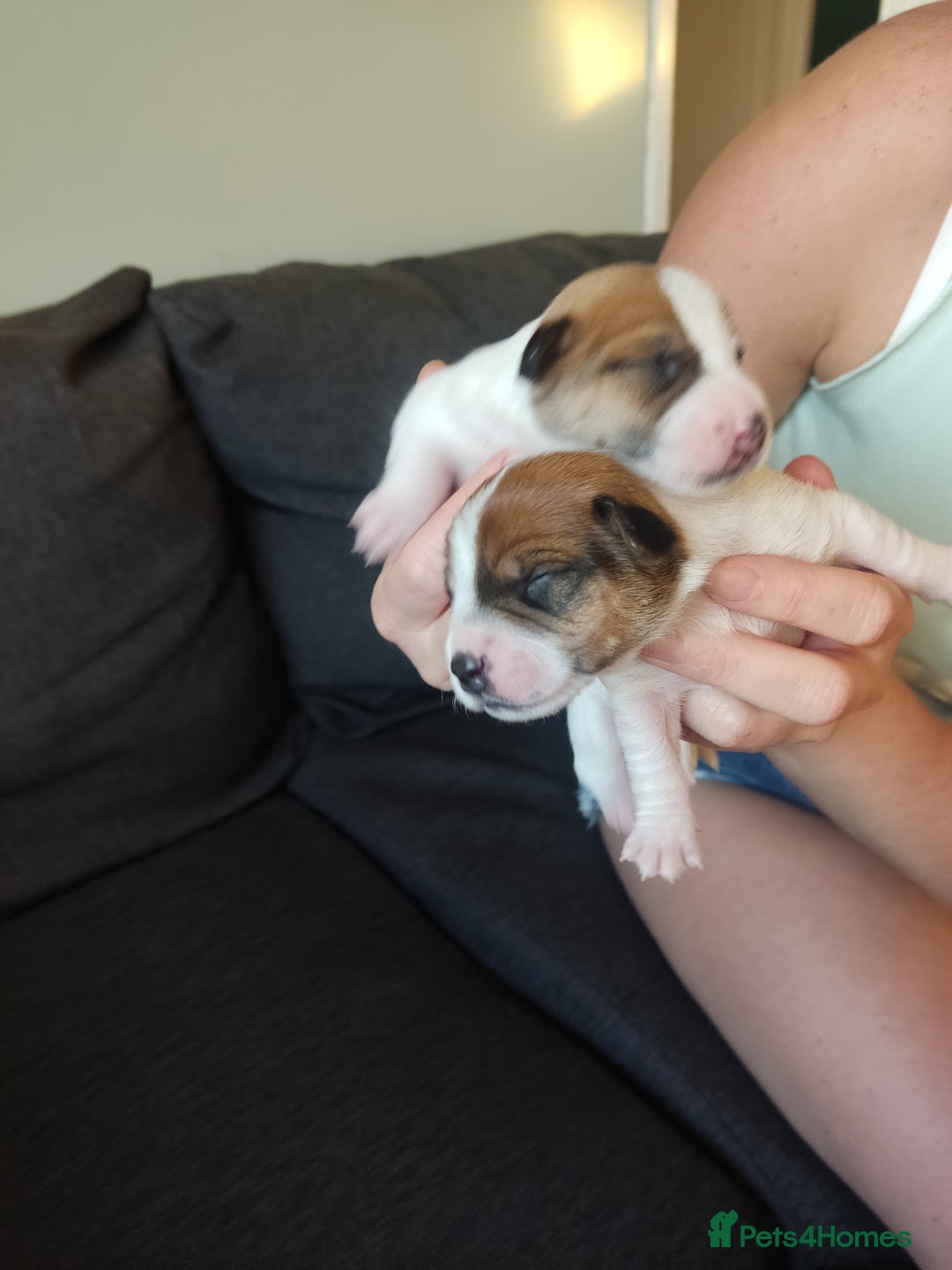 Jack Russell dogs for sale: Jack Russell puppies for sale - Image 2