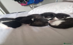 Mixed Breed cats for sale: 5 Gorgeous Tuxedo Kittens - Image 12