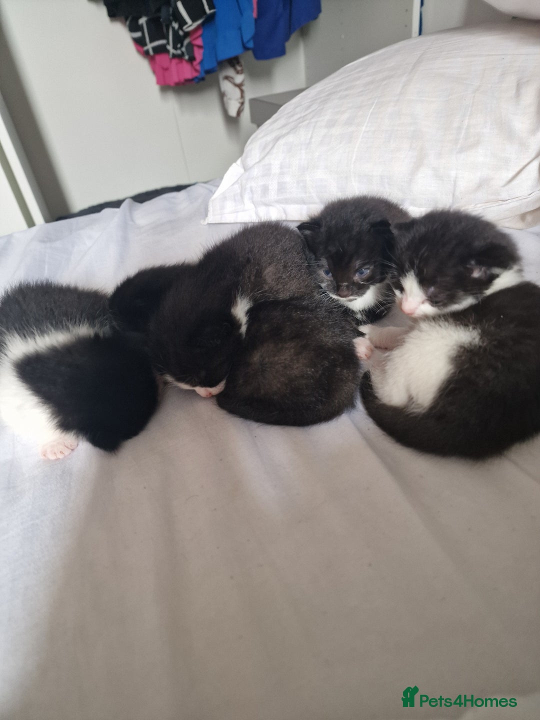 Mixed Breed cats for sale: 5 Gorgeous Tuxedo Kittens - Image 12