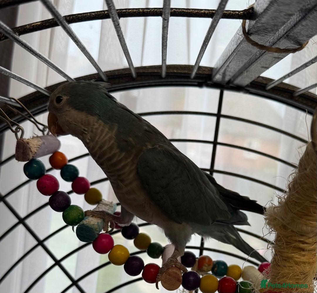Parakeets birds for sale: Quaker Parrot  - Image 7