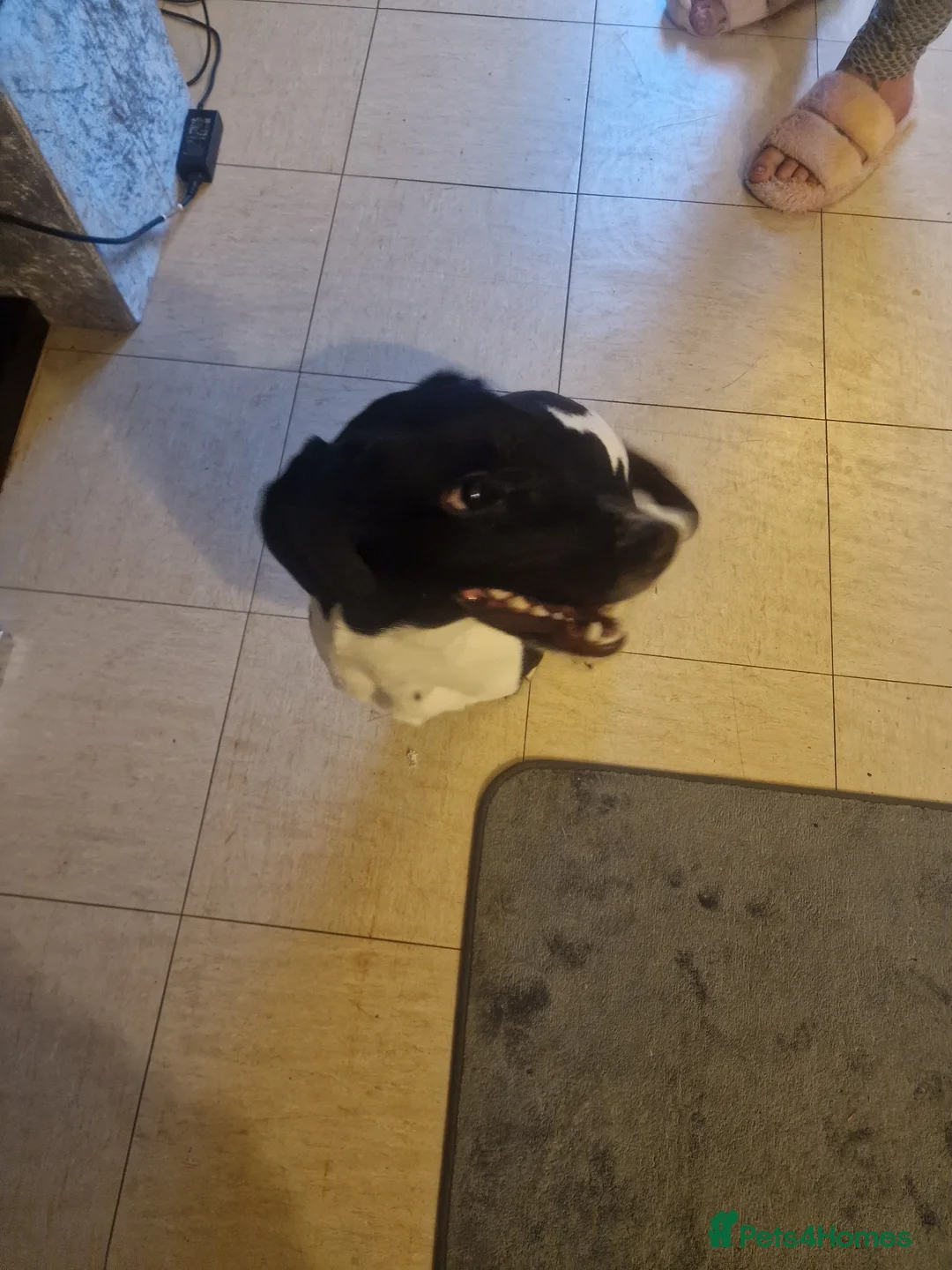 Mixed Breed dogs for sale: Elvis in Rochester - Advert 2