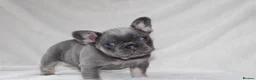 French Bulldog dogs for sale: 💜BLUEBELLE  THE LAST LITTLE BLUE GIRL 💜 - Advert 26