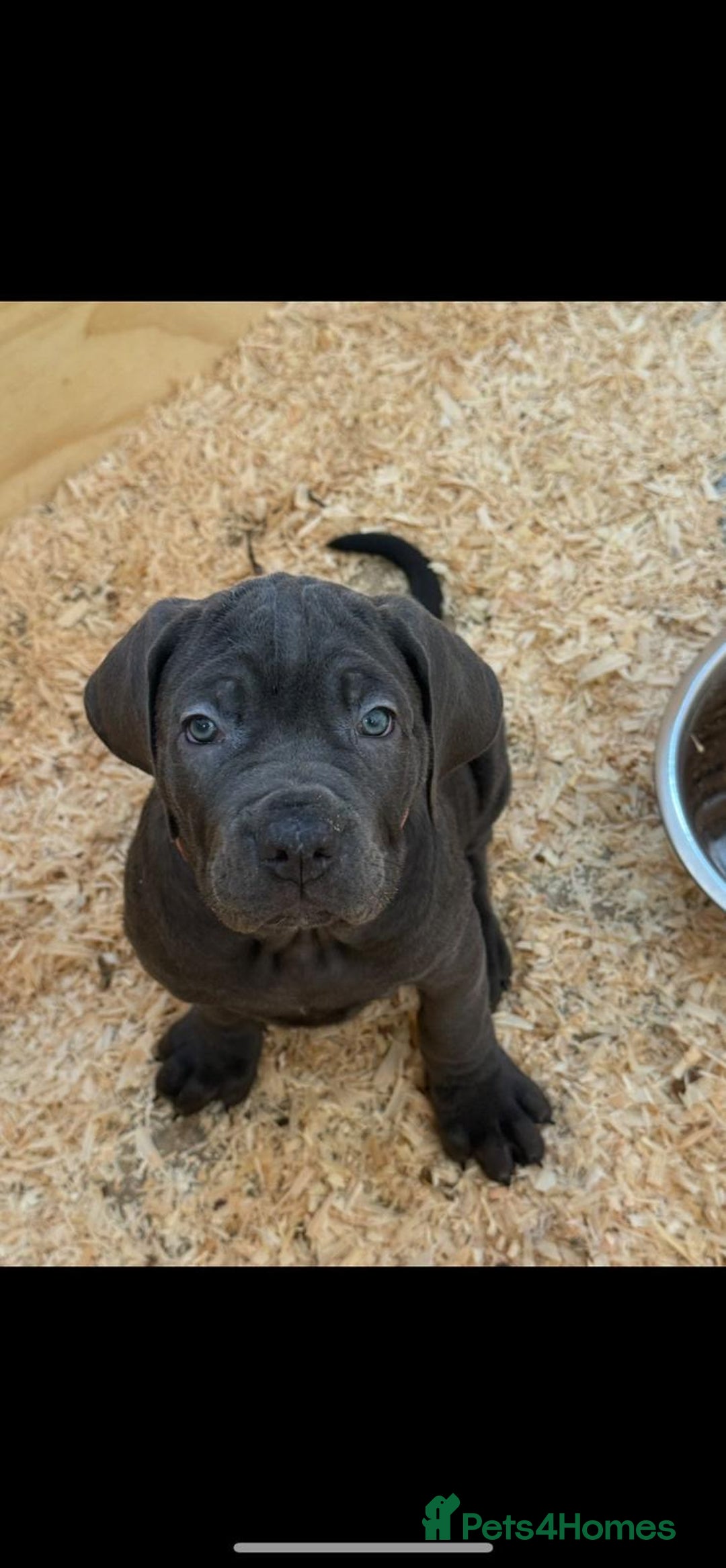Cane Corso dogs for sale: Beautiful Cane Corso Puppies. - Advert 9