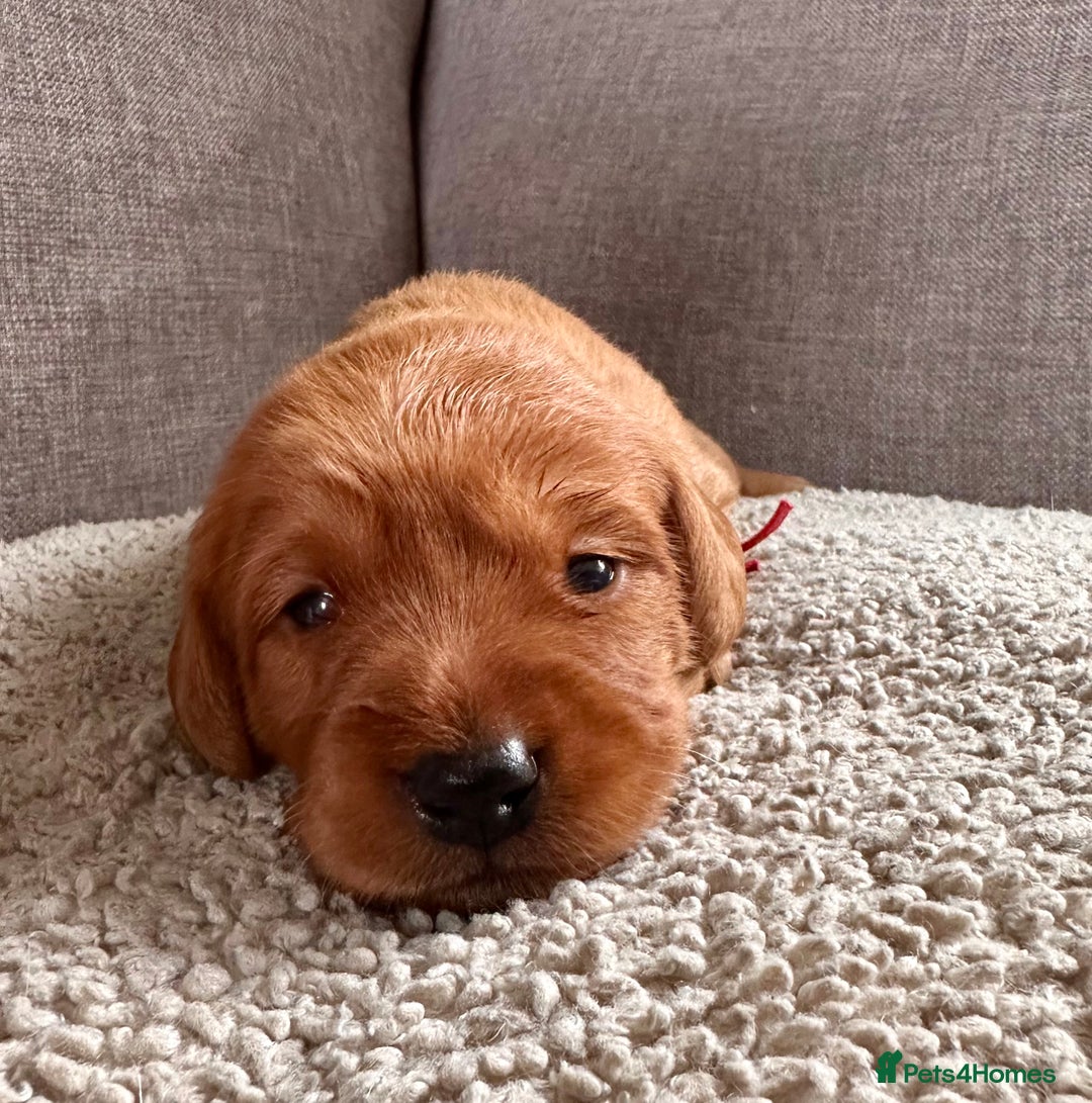 Labradoodle dogs for sale: Red & Apricot F1 Miniature Labradoodle Puppies - Image 2