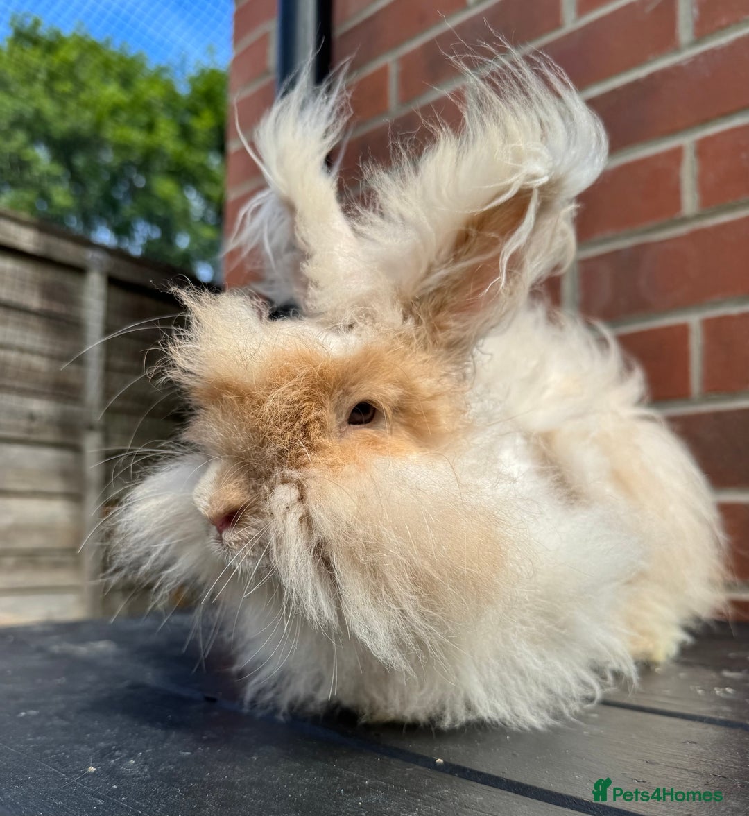 Angora rabbits for sale: Imported Angora Babies  - Image 12