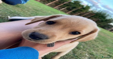 Labrador Retriever dogs - Advert 8